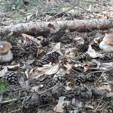 아파트 Pod Serikem *