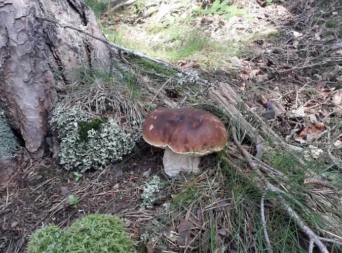 Pod šeříkem Apartamento