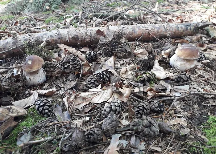 דירה Pod Serikem *